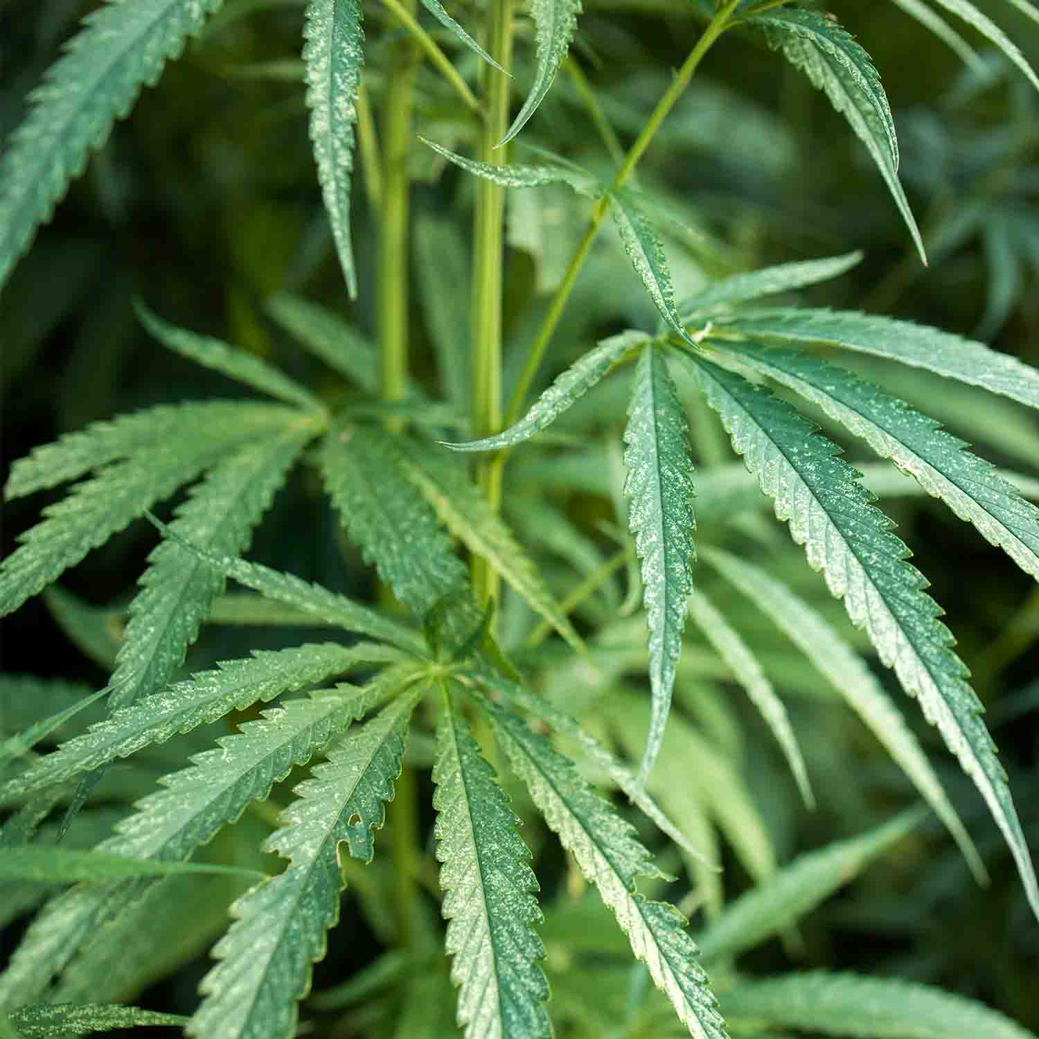 Nahaufnahme einer Hanfpflanze.