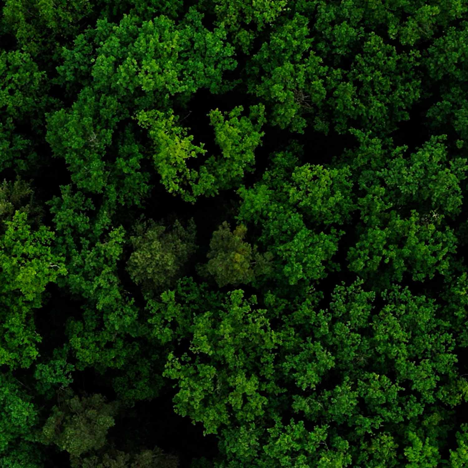Dicht bewachsener, grüner Wald aus der Vogelperspektive.