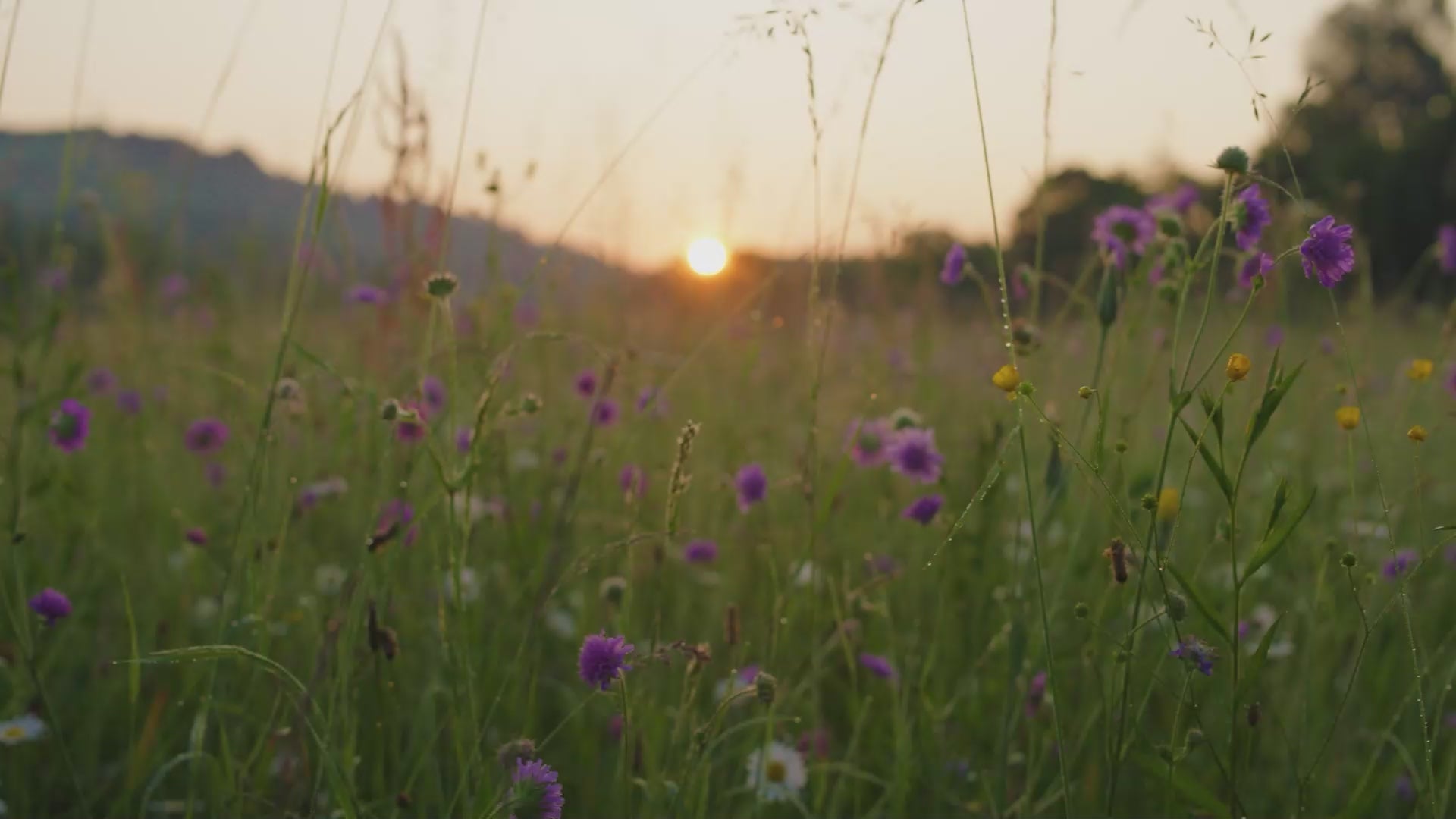 Das Video zur Vossen-Kollektion ‚Tomorrow‘ zeigt eindrucksvolle Naturbilder und die bewusste Verbindung zwischen Mensch, Textil und Umwelt. Szenen von Wasser, Wald und Wind wechseln sich ab mit ruhigen Momenten einer Frau im natürlichen Bademantel. Text-Overlays betonen Nachhaltigkeit, Verantwortung und Zukunftsorientierung. Gezeigt wird ein achtsamer Lebensstil, in dem hochwertige, vegane Textilien Teil einer umweltfreundlichen Vision sind. Die Bildsprache ist ruhig, inspirierend und modern.